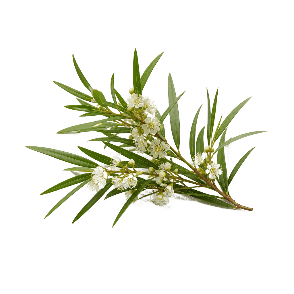 Tea Tree Oil